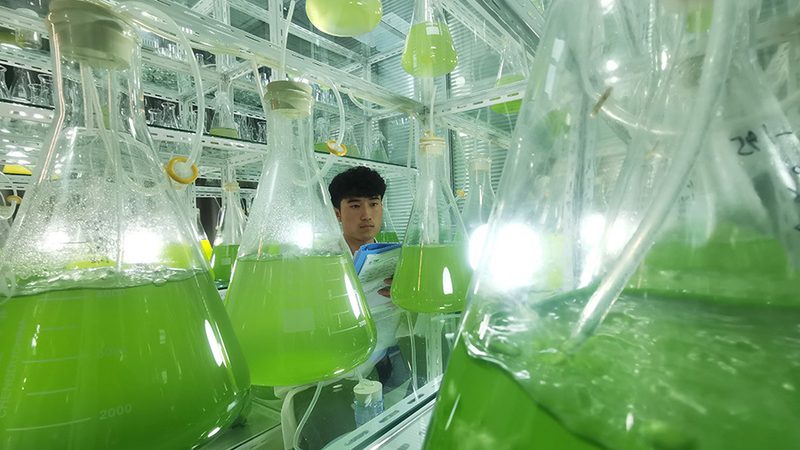 CDMO与CMO：项目评估中的关键区别解析